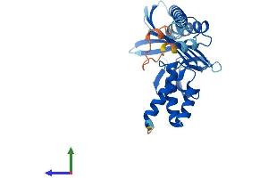 Protein Structure (PS) image for Capping Protein (Actin Filament) Muscle Z-Line, alpha 3 (CAPZA3) (AA 1-299) protein (His tag) (ABIN7553132)