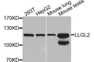 Western blot analysis of extracts of various cell lines, using LLGL2 antibody. (LLGL2 Antikörper)