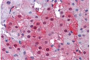 Human Adrenal: Formalin-Fixed, Paraffin-Embedded (FFPE) (IDH1 Antikörper  (C-Term))