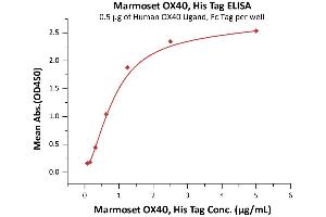 Immobilized Human OX40 Ligand, Fc Tag (ABIN2870676,ABIN2870677) at 5 μg/mL (100 μL/well) can bind Marmoset OX40, His Tag (ABIN5954939,ABIN6809978) with a linear range of 0.