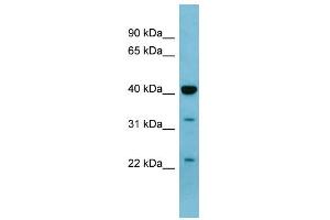 WB Suggested Anti-MAPK3 Antibody Titration: 0.