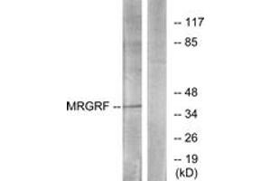 Western blot analysis of extracts from HuvEc cells, using MRGRF Antibody. (Mrgprf Antikörper  (AA 271-320))