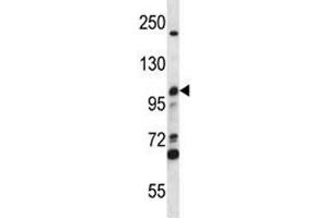 MCM4 antibody western blot analysis in CEM lysate. (MCM4 Antikörper  (AA 637-665))