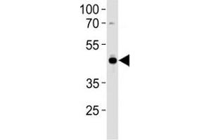 AP2 antibody western blot analysis in U251 lysate. (TFAP2A Antikörper  (AA 104-133))