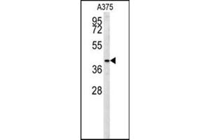 Western blot analysis in A375 cell line lysates (35 ug/lane) using SLC35B2 Antibody (C-term) Cat.