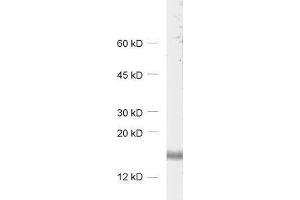 dilution: 1 : 1000, sample: rat brain homogenate (RNF24 Antikörper)