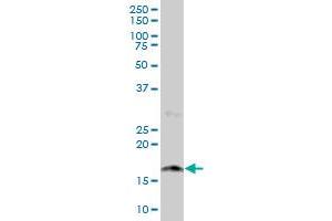 Western Blotting (WB) image for anti-Nudix (Nucleoside Diphosphate Linked Moiety X)-Type Motif 2 (NUDT2) (AA 1-147) antibody (ABIN513378)