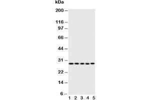 Western blot testing of Caspase-14 antibody;  Lane 1: rat brain;  2: rat liver;  3: rat spleen;  4: human A431;  5: mouse NIH3T3