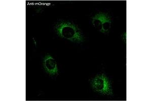 Immunofluorescence (IF) image for anti-mOrange Fluorescent Protein antibody (ABIN7273075) (mOrange Fluorescent Protein Antikörper)