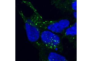 ABIN185182 staining of PFA-fixed and saponin permeabilized HEK293 and detected with FITC in confocal microscopy. (VPS35 Antikörper  (C-Term))