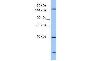 WB Suggested Anti-CPD Antibody Titration: 0. (CPD Antikörper  (N-Term))