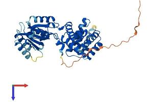 RFC2 Protein (AA 1-354) (His tag)