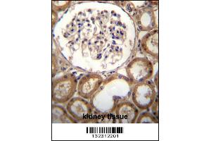 CLEC18A Antibody immunohistochemistry analysis in formalin fixed and paraffin embedded human kidney tissue followed by peroxidase conjugation of the secondary antibody and DAB staining. (CLEC18A Antikörper  (C-Term))