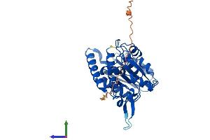Protein Structure (PS) image for Methylenetetrahydrofolate Dehydrogenase (NADP+ Dependent) 2-Like (MTHFD2L) (AA 1-338) protein (His tag) (ABIN7562097)