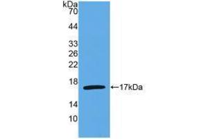 Western blot analysis of recombinant Human IL4. (IL-4 Antikörper  (AA 25-153))