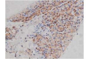 ABIN6267314 at 1/200 staining Human pancreas tissue sections by IHC-P.