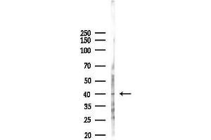 Western blot analysis of lysates from Rat liver, using ACTL6A Antibody at 1/1000 dilution.