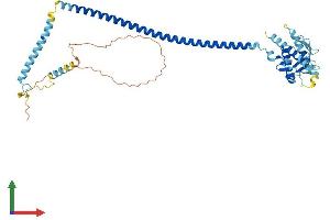 AlphaFold protein structure predicition of Human Recombinant BECN2 Protein, UniprotID A8MW95 (Becn2 (AA 1-431) protein (His tag))
