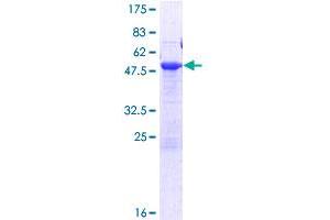 Image no. 1 for NECAP Endocytosis Associated 2 (NECAP2) (AA 1-263) protein (GST tag) (ABIN1312316) (NECAP2 Protein (AA 1-263) (GST tag))