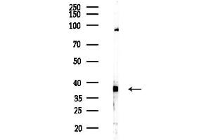 Western blot analysis of lysates from Hela cells(LPS, 4h treatment), using ALDOA Antibody at 1/1000 dilution.