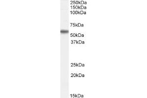 ABIN184931 staining (0. (RNF8 Antikörper  (N-Term))