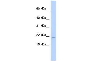 WB Suggested Anti-LAIR2 Antibody Titration:  0. (LAIR2 Antikörper  (N-Term))