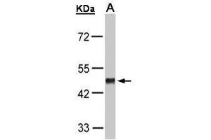WB Image Sample(30 μg of whole cell lysate) A:H1299 10% SDS PAGE antibody diluted at 1:1000 (GPR37L1 Antikörper  (C-Term))