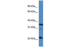 WB Suggested Anti-SFRS2 AntibodyTitration: 1. (SRSF2 Antikörper  (C-Term))