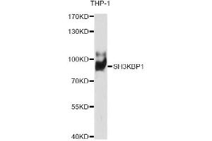 Western blot analysis of extracts of THP-1 cells, using SH3KBP1 antibody (ABIN6291670) at 1:1000 dilution.