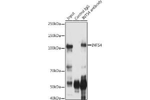Immunoprecipitation analysis of 300 μg extracts of Jurkat cells using 3 μg INTS4 antibody . (INTS4 Antikörper  (AA 1-270))