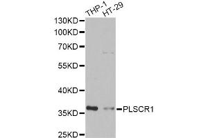 Western blot analysis of extracts of various cell lines, using PLSCR1 antibody (ABIN2564590) at 1:1000 dilution. (PLSCR1 Antikörper)