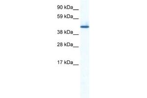 Western Blotting (WB) image for anti-Zinc Finger Protein 557 (ZNF557) antibody (ABIN2461269) (ZNF557 Antikörper)