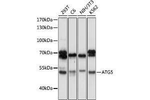 Western blot analysis of extracts of various cell lines, using  antibody (ABIN6131192, ABIN6137264, ABIN6137265 and ABIN6215207) at 1:1000 dilution. (ATG5 Antikörper  (AA 28-275))