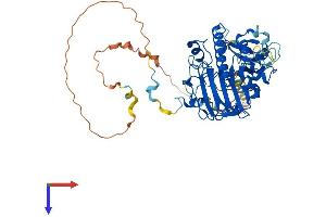 APEX2 Protein (AA 1-518) (His tag)