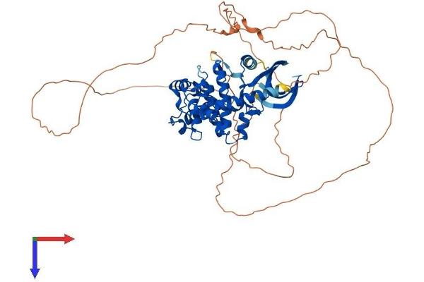 CDKL3 Protein (AA 1-592) (His tag)