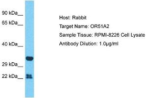 Host: Rabbit Target Name: OR51A2 Sample Type: RPMI-8226 Whole Cell lysates Antibody Dilution: 1.