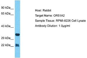 Host: Rabbit Target Name: OR51A2 Sample Type: RPMI-8226 Whole Cell lysates Antibody Dilution: 1. (OR51A2 Antikörper  (N-Term))
