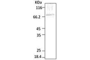 Western blot analysis of Parasite Lysates showing detection of HSP70 protein using Rabbit Anti-HSP70 Polyclonal Antibody . (HSP70 Antikörper  (AA 365-681) (Atto 594))