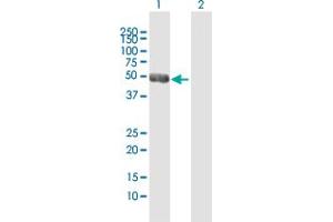 Western Blot analysis of NEUROD2 expression in transfected 293T cell line by NEUROD2 MaxPab polyclonal antibody.