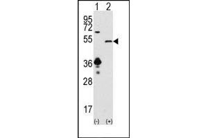 Image no. 1 for anti-Sirtuin 7 (SIRT7) (C-Term) antibody (ABIN358736) (SIRT7 Antikörper  (C-Term))