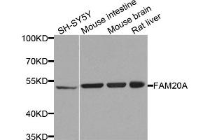 Western blot analysis of extracts of various cell lines, using FAM20A antibody. (FAM20A Antikörper)