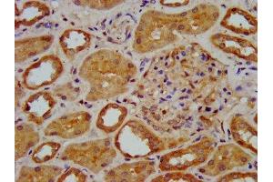 IHC image of ABIN7151580 diluted at 1:400 and staining in paraffin-embedded human kidney tissue performed on a Leica BondTM system. (ELP3/KAT9 Antikörper  (AA 1-85))