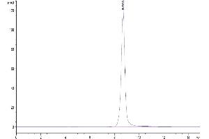 The purity of Biotinylated Human IL-2 R beta is greater than 95 % as determined by SEC-HPLC.