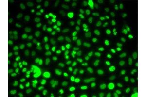 Immunofluorescence (IF) image for anti-PRP3 Pre-mRNA Processing Factor 3 Homolog (PRPF3) antibody (ABIN1876670) (PRPF3 Antikörper)