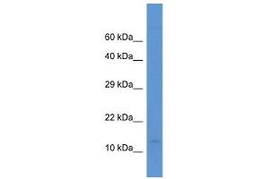 Western Blot showing PCBD2 antibody used at a concentration of 1.