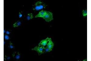 Anti-BIN3 mouse monoclonal antibody (ABIN2453898) immunofluorescent staining of COS7 cells transiently transfected by pCMV6-ENTRY BIN3 (RC203378). (BIN3 Antikörper)
