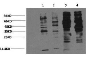 Western Blot analysis of 1) Jurkat, 2) 293T, 3) Rat brain, 4) Mouse brain with Phosphotyrosine Monoclonal Antibody at dilution of 1:2000 (Phosphotyrosine Antikörper)