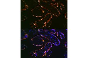 Immunofluorescence analysis of human placenta using Placental lactogen (CSH1) (CSH1) Rabbit mAb (ABIN7266353) at dilution of 1:100 (40x lens). (CSH1 Antikörper)