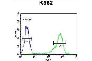 Flow Cytometry (FACS) image for anti-Insulin-Like Growth Factor 2 mRNA Binding Protein 1 (IGF2BP1) (AA 515-542), (C-Term) antibody (ABIN952833)
