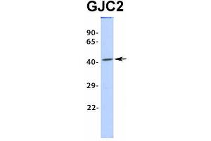 Western Blotting (WB) image for anti-Gap Junction Protein, gamma 2, 47kDa (GJC2) (Middle Region) antibody (ABIN2774865)